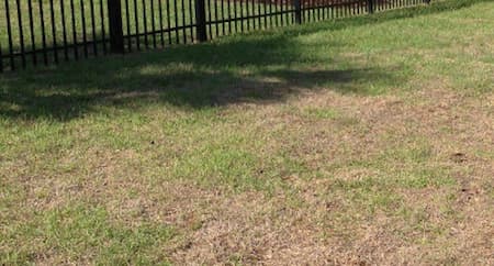 Centipede Lawn With Disease